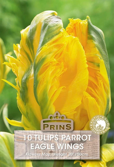 Tulip Eagle Wings