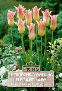 Tulip Elegant Lady