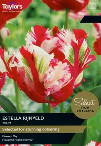 Tulip Estella Rijnveld