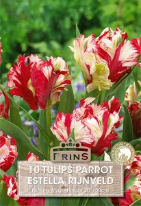 Tulip Estella Rijnveld