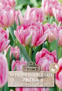 Tulip Finola