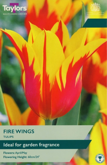 Tulip Fire Wings