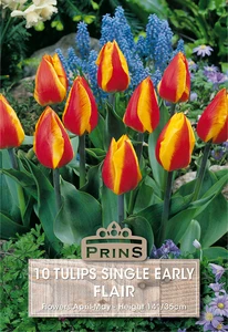 Tulip Flair