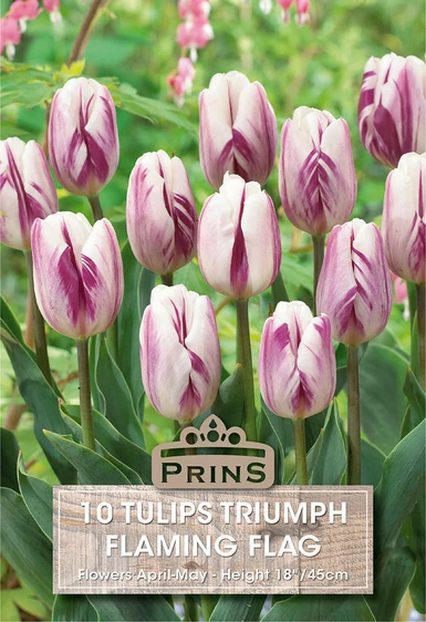 Tulip Flaming Flag