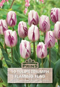 Tulip Flaming Flag