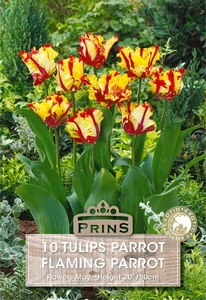 Tulip Flaming Parrot