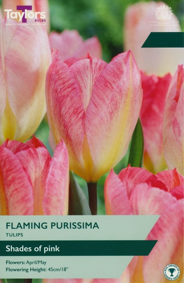 Tulip Flaming Purissima