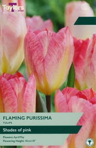 Tulip Flaming Purissima