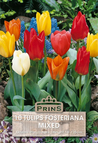 Tulip fosteriana Mix - 10 Bulbs