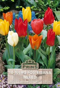 Tulip fosteriana Mix - 10 Bulbs
