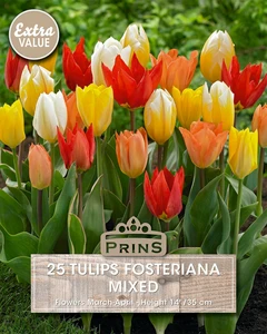 Tulip fosteriana Mix - 25 Bulbs