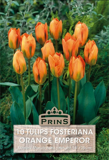 Tulip fosteriana Orange Emperor