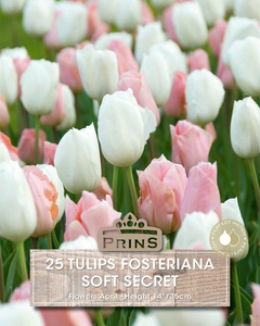 Tulip fosteriana Soft Secret