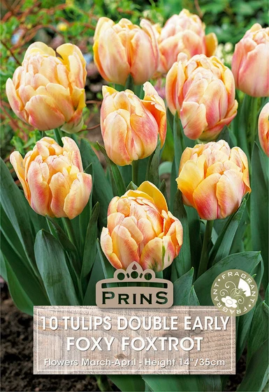 Tulip Foxy Foxtrot