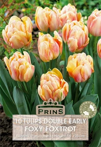Tulip Foxy Foxtrot