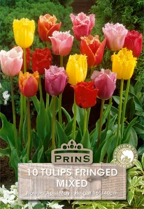 Tulip Fringed Mix