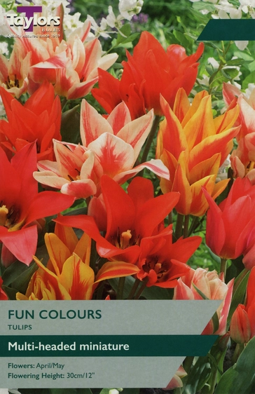 Tulip Fun Colours