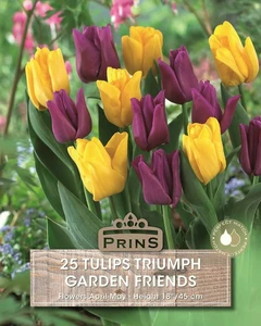 Tulip Garden Friends
