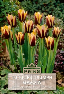 Tulip Gavota
