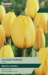 Tulip Golden Parade