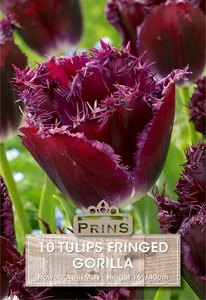 Tulip Gorilla