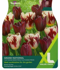 Tulip Grand National Collection