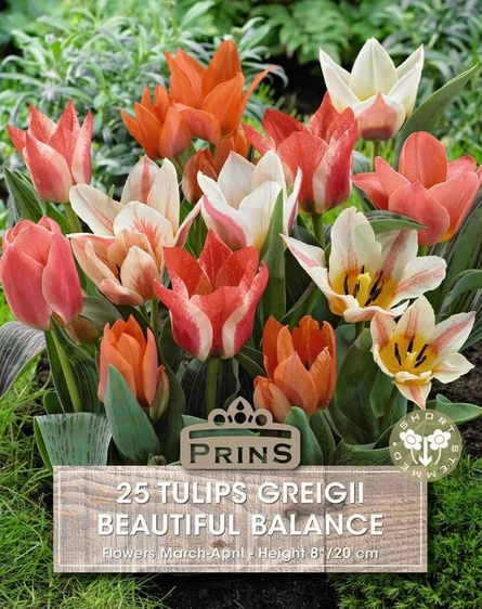 Tulip greigii Beautiful Balance