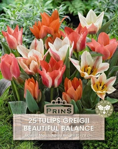 Tulip greigii Beautiful Balance