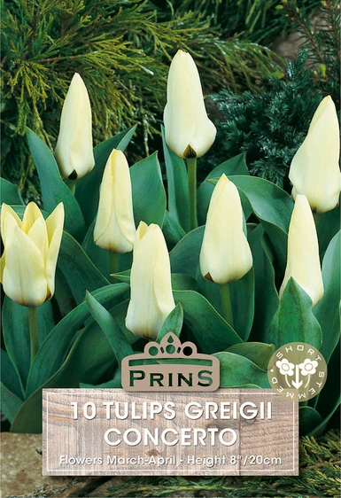Tulip greigii Concerto