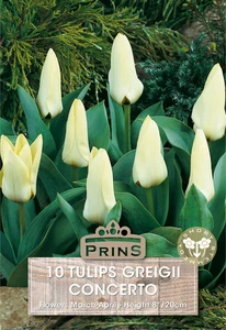 Tulip greigii Concerto