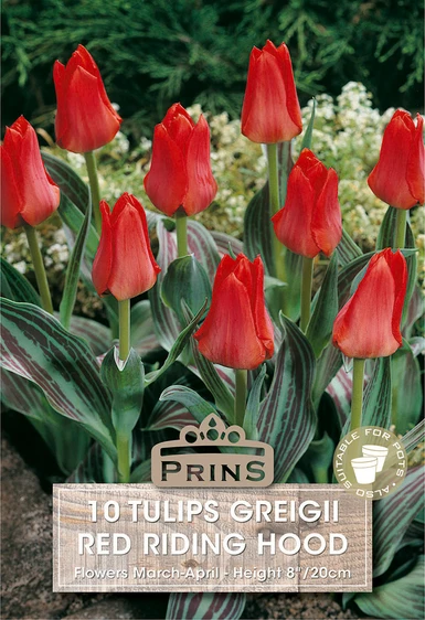 Tulip greigii Red Riding Hood
