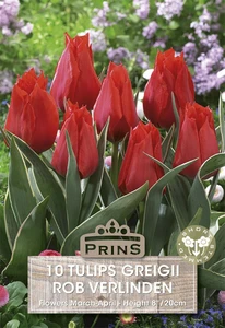 Tulip greigii Rob Verlinden