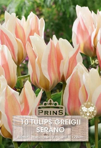 Tulip greigii Serano