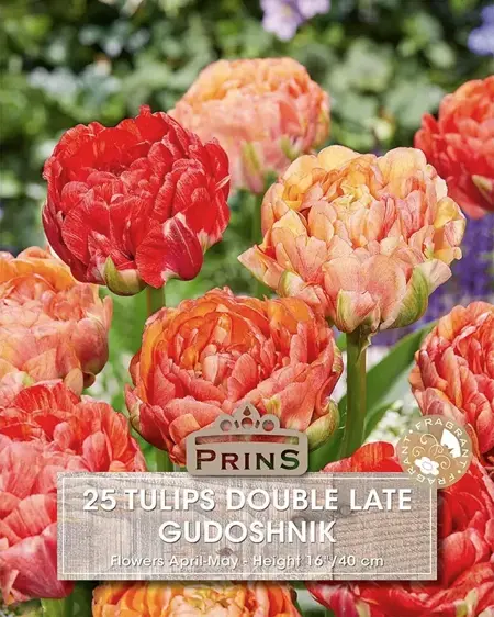 Tulip Gudoshnik