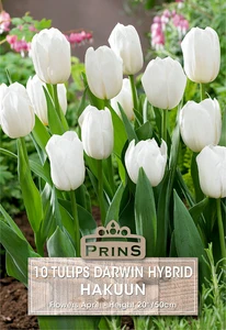 Tulip Hakuun