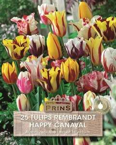 Tulip Happy Carnaval