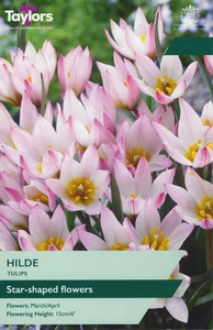 Tulip Hilde