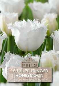Tulip Honeymoon