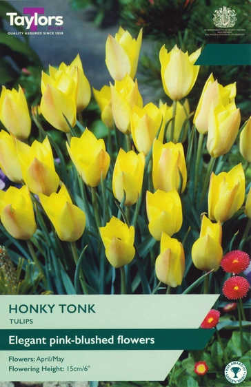 Tulip Honky Tonk