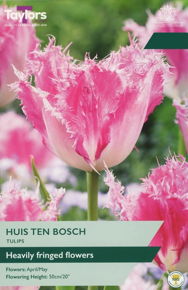 Tulip Huis Ten Bosch