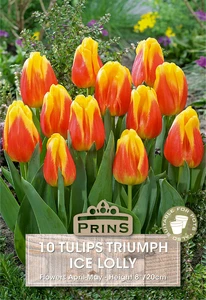 Tulip Ice Lolly