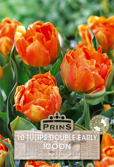 Tulip Icoon