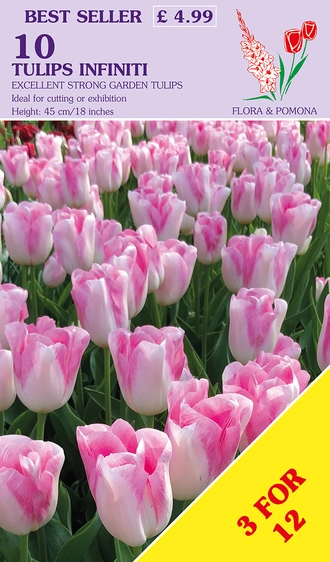 Tulip Infiniti