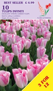 Tulip Infiniti