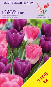 Tulip Innuendo & Negrita Duo