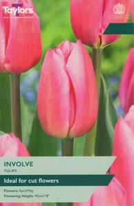Tulip Involve