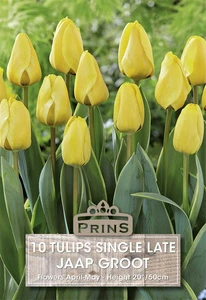 Tulip Jaap Groot