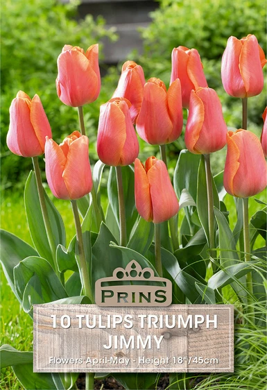 Tulip Jimmy