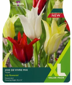 Tulip Joie De Vivre Mix