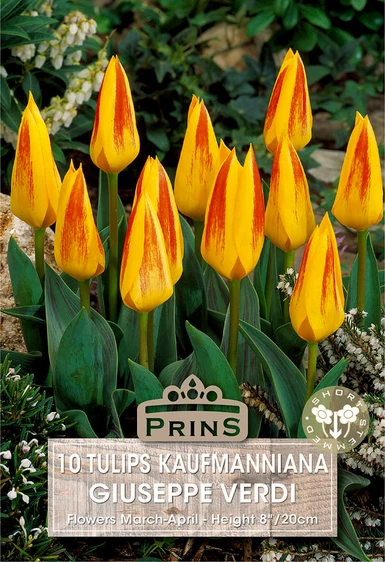 Tulip kaufmanniana Giuseppe Verdi